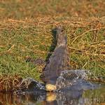 Moremi Game Reserve, Okavango Delta, Khwai Concession, Savuti Marsh, Houseboat, Chobe National Park, Victoria Falls while enjoying some best lodges. 