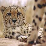 Photograph sand dunes at sunrise, kayak or catamaran amongst seals and dolphins, and experience Namibia's wildlife on a superb guided safari,