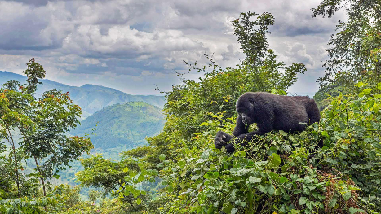 4 days 3 nights Bwindi Impenetrable National Park , gorilla trekking