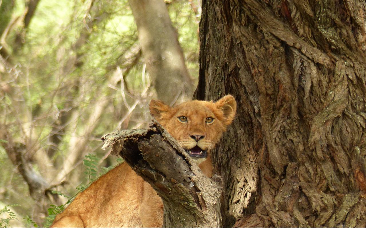 Discover the Wild Wonders of Tarangire in a Single Day