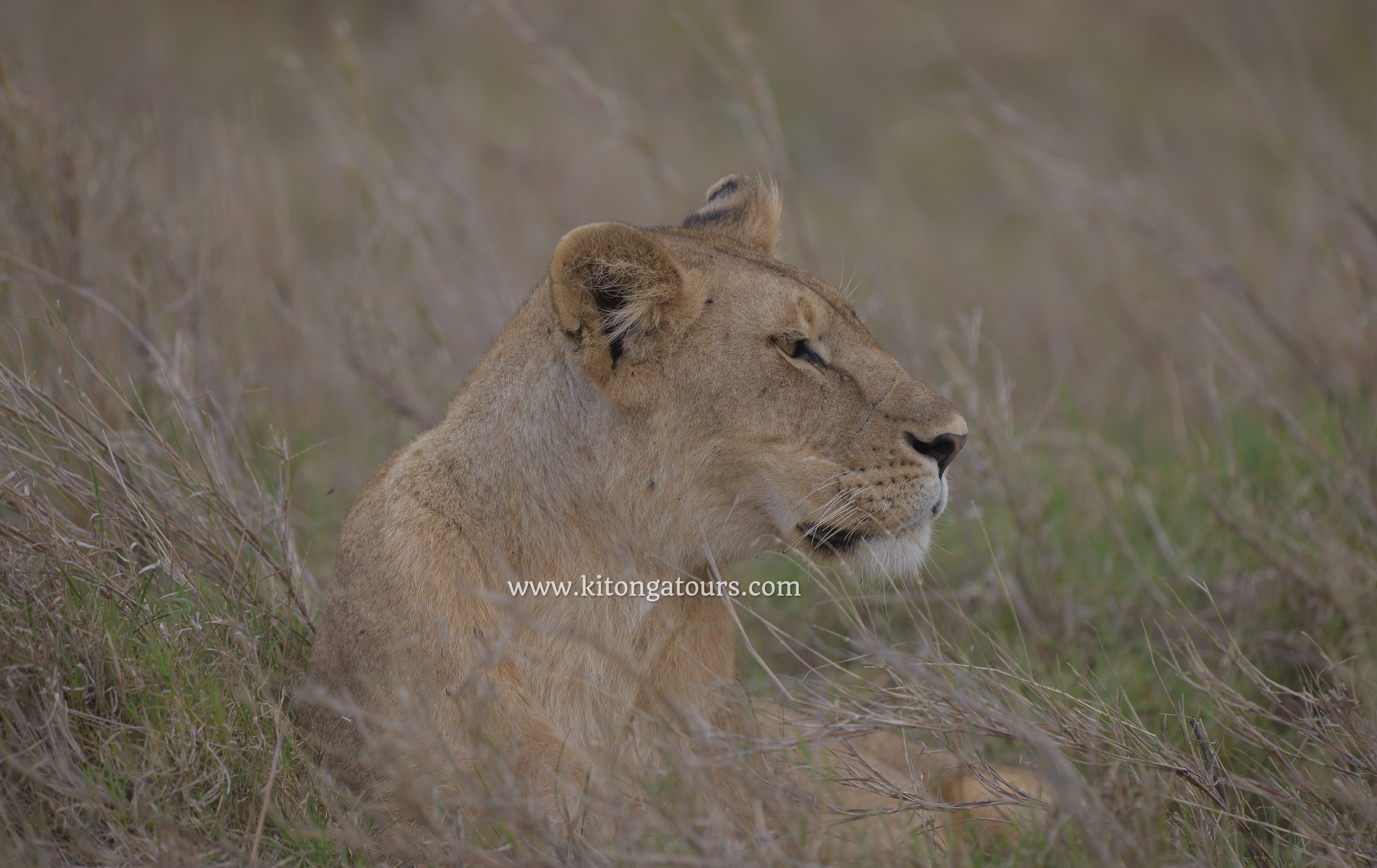 2 days safari to Ngorongoro Crater and Tarangire National park budget trip
