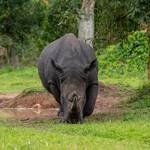 3 days Murchison falls national park safari in Uganda, to see wildlife and boat safari on the Nile River