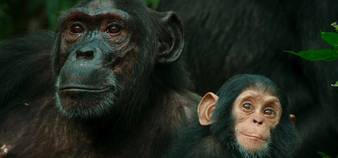 3 Days Chimpanzee trekking safari in Uganda to Kibale National park