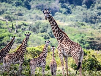 7 Days Luxury Safaris-Arusha Park, Lake Manyara, Serengeti, Ngorongoro Crater and Tarangire
