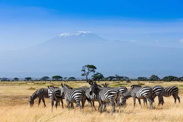 Ultimate Safari: Amboseli, Lake Nakuru & Masai Mara Exploration in 4x4 Jeep and Mid range Hotels