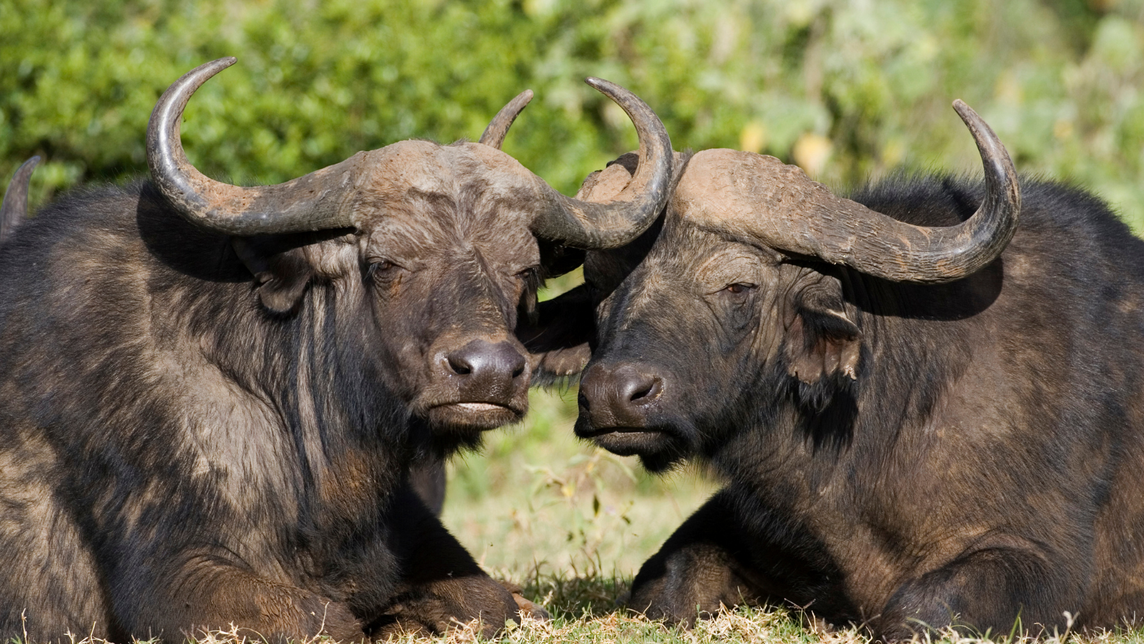 Masai Mara-Lake Nakuru Exploration Daily Depatures in 4x4 Jeep with Budget Accommodations