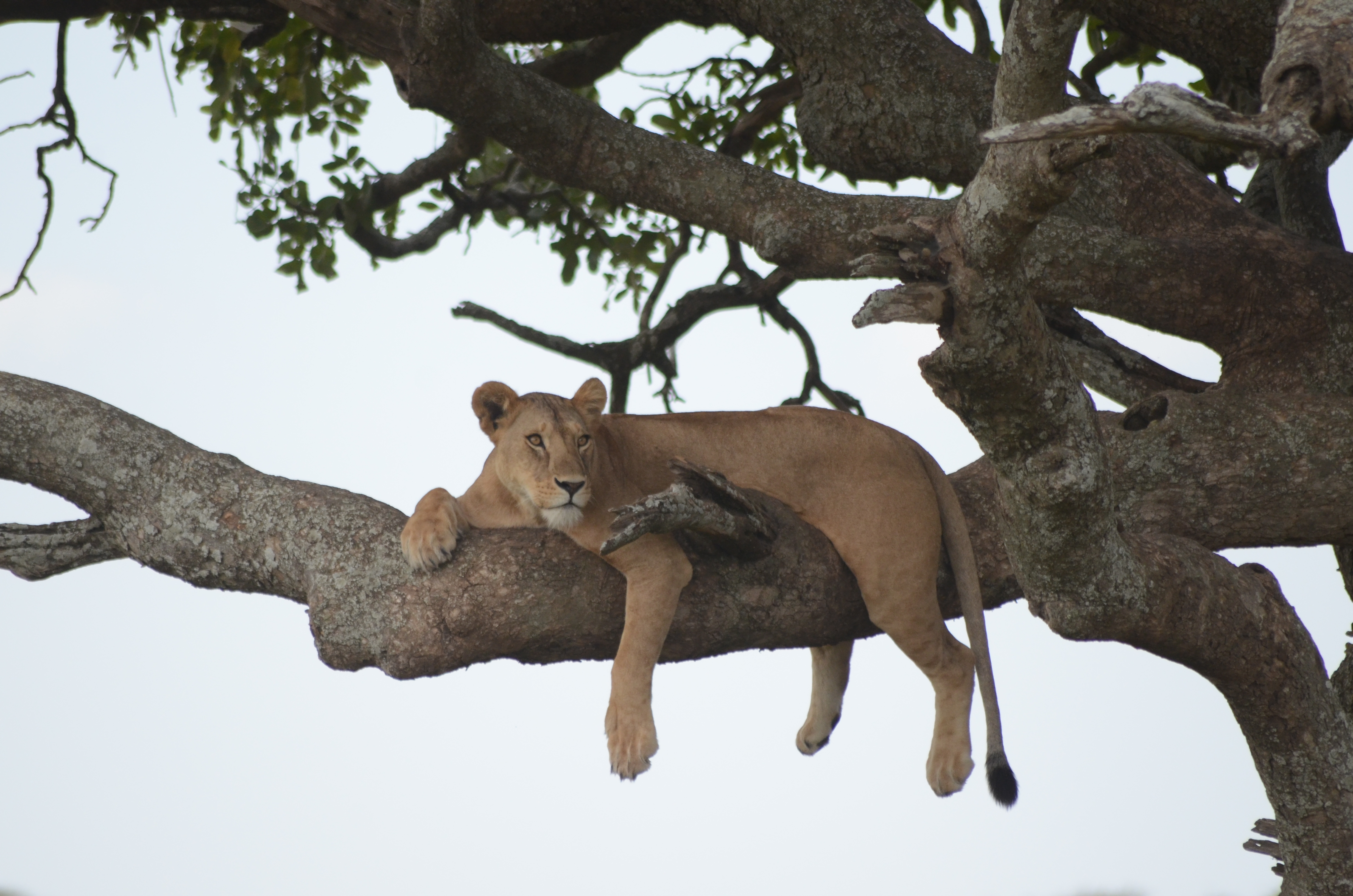 Kenya and Tanzania Luxury Safari