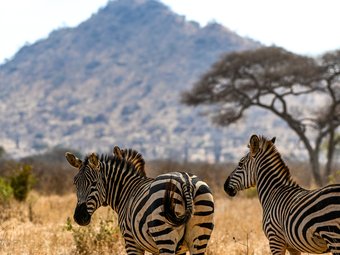 8 Days Budget Camping Safari-Big Five game drive