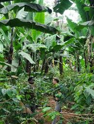 Coffee Plantation tour at Tengeru