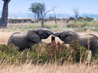 Mikumi National Park Flying Safari Day Tour