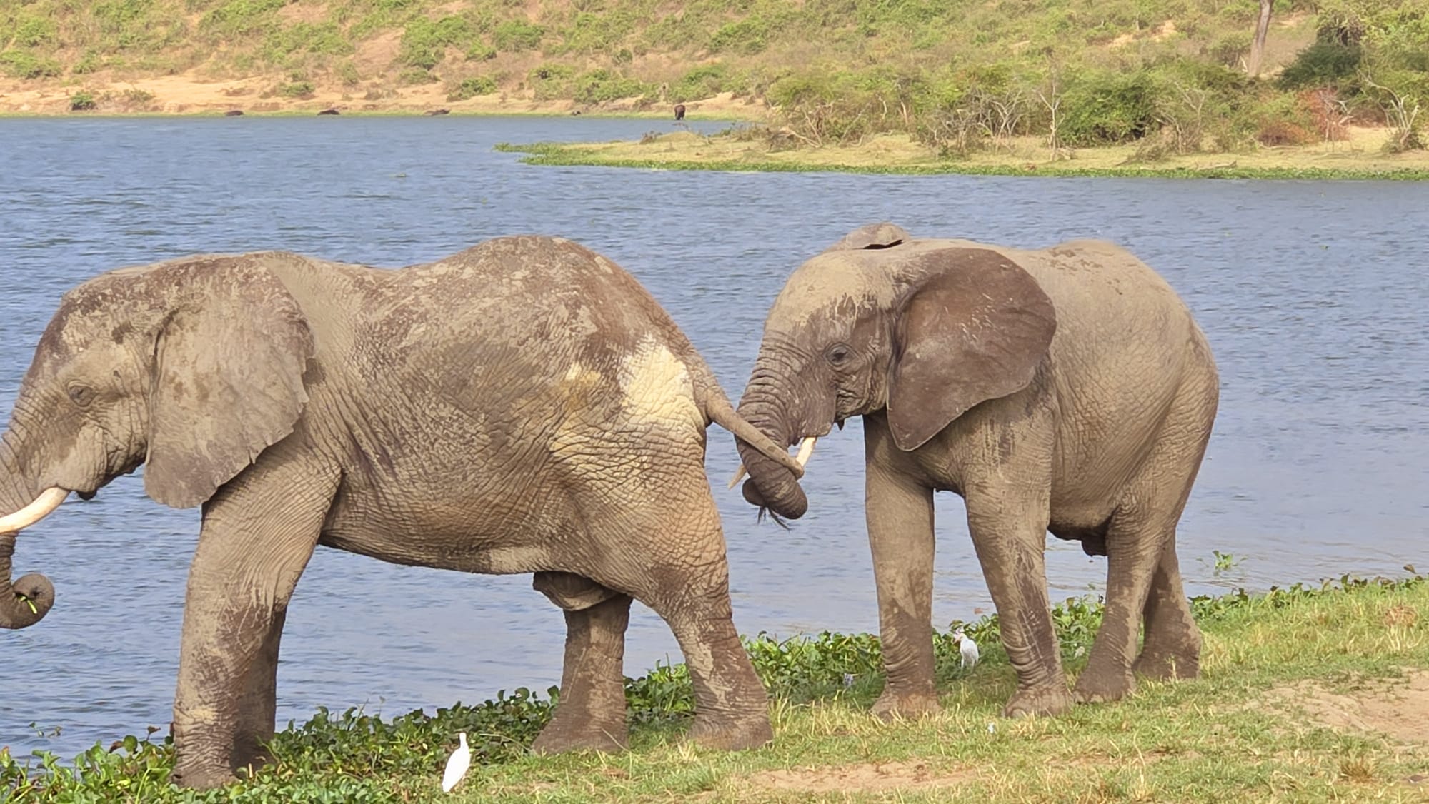 4 Days Visit Uganda for Lake Bunyonyi relaxation and Queen Elizabeth National Park.
