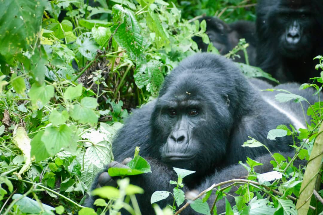 Gorilla Trekking and Golden Monkey Tracking Experience in Rwanda