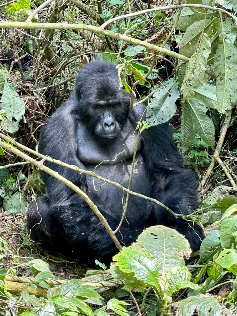 3 Days Visit Uganda for Gorilla Trekking & Rwanda for Golden Monkeys