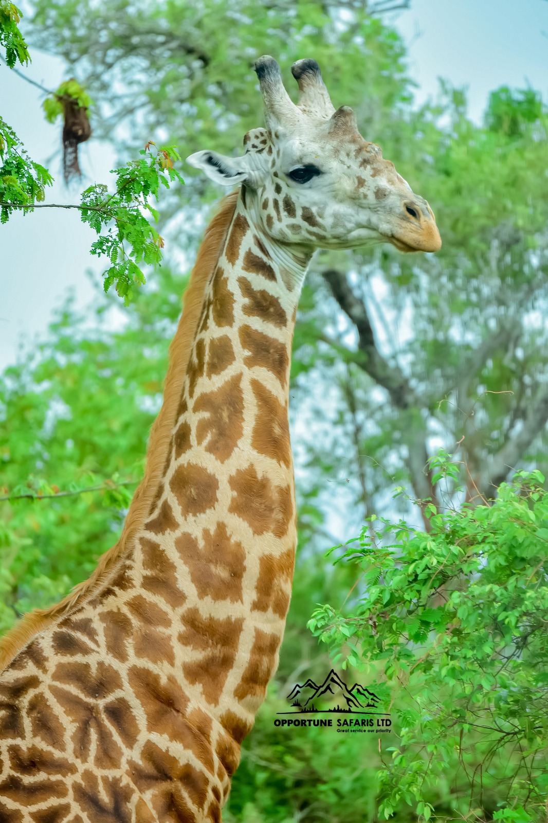 2 Days Akagera National Park: Wildlife Safari & Boat Cruise