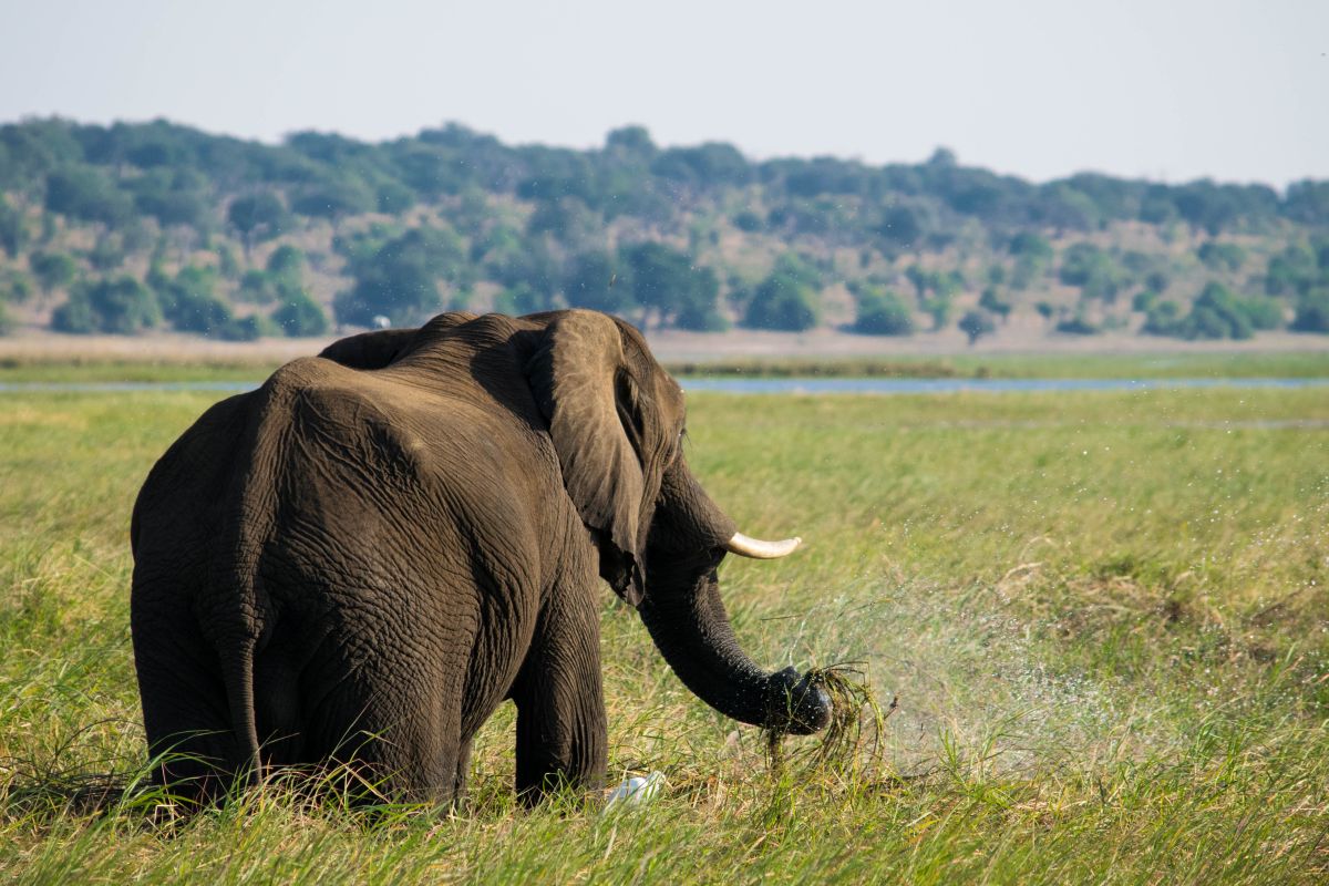 Victoria Falls, Kruger National Park, Chobe National Park, Cape Town