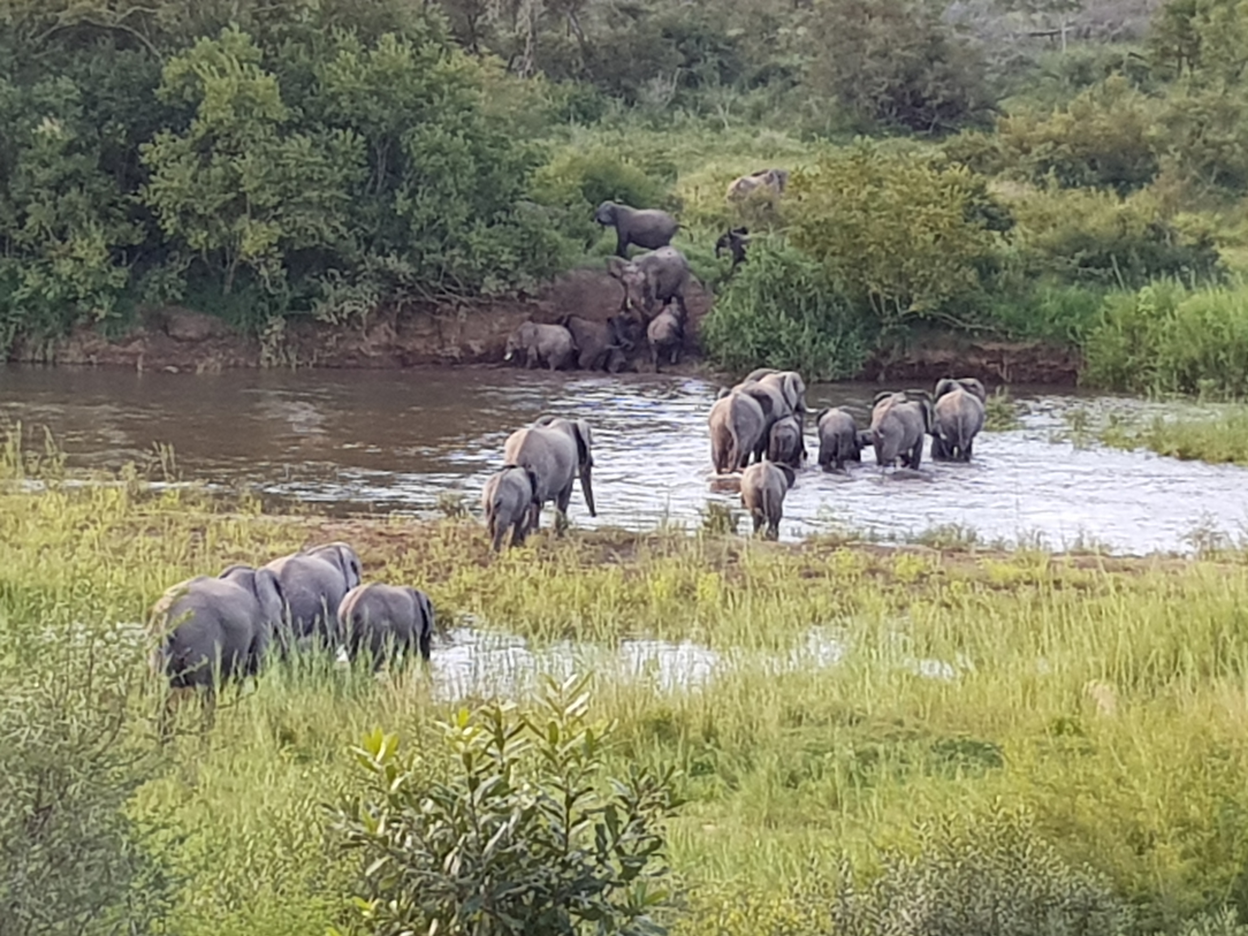Safari in Northern Greater Kruger Park