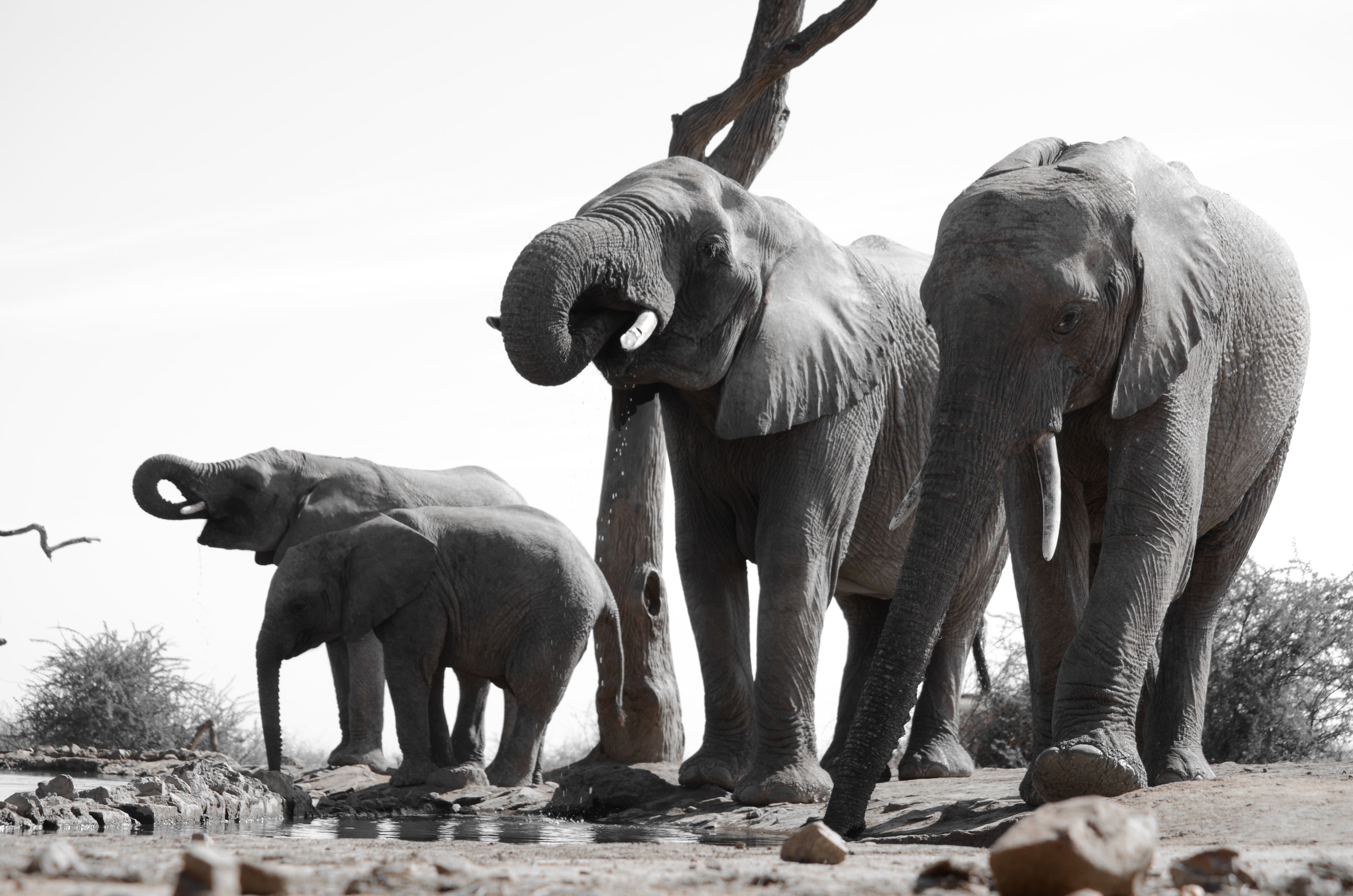 Catz Tours & Safaris