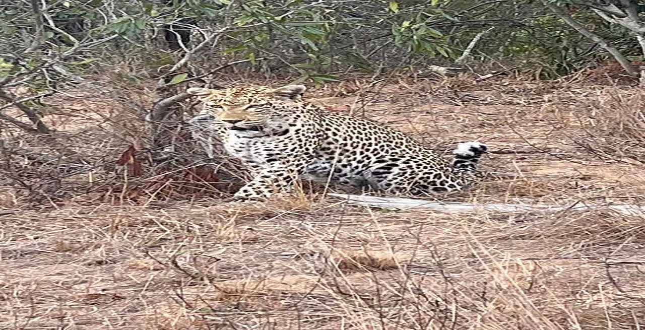 Explore the untamed beauty of Mikumi and Ruaha National Parks, home to diverse wildlife and breathtaking landscapes in Tanzania’s heart.