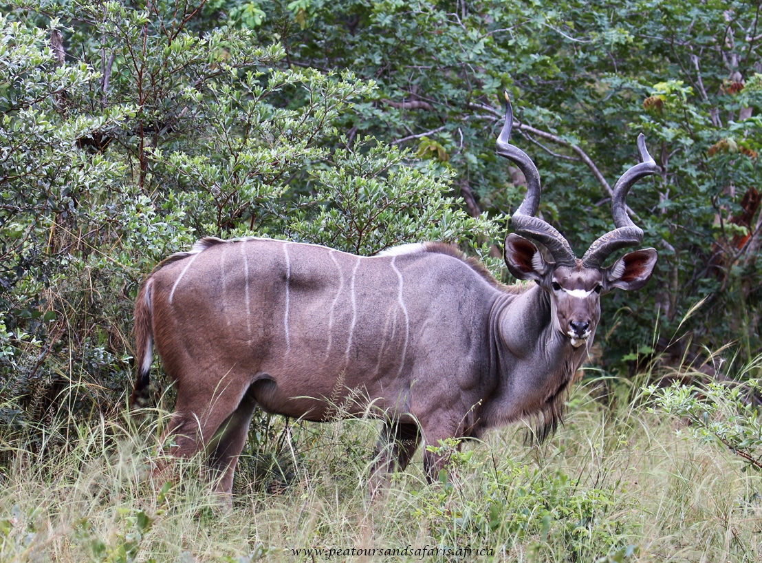 PEA Tours and Safaris