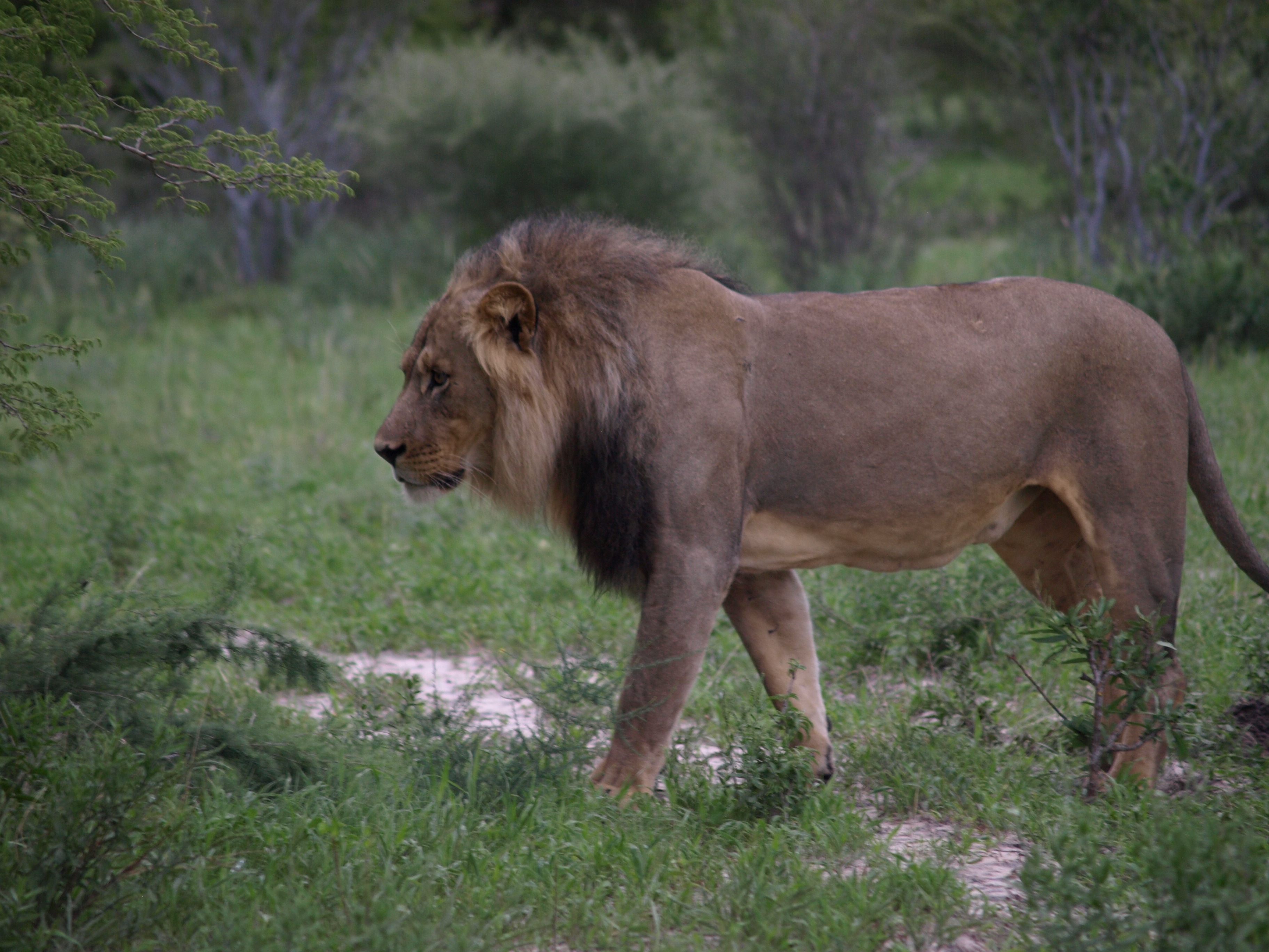 Experience Wildlife and Wilderness on the Mophane Trail Safari with Bush Rover Safaris