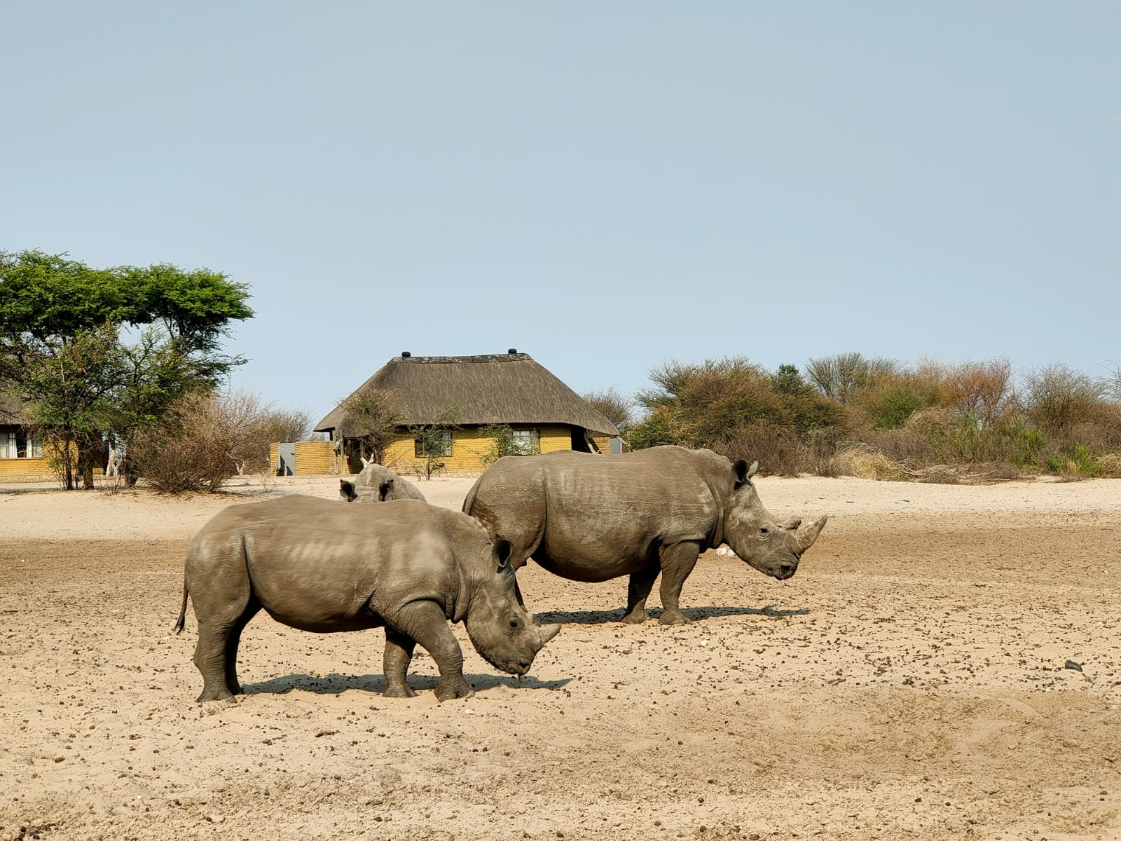 Tracks of the Wild: From Rhino Rescues to Delta Dreams—Experience Botswana’s Best in One Epic Safari Adventure!