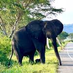 Book your 7 Days Best of Uganda Safari today with Cymo African Safaris and experience the wild beauty of Uganda up-close!