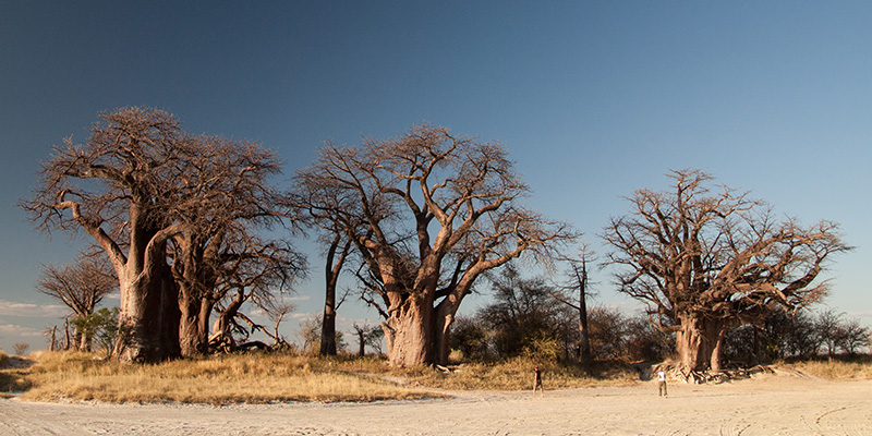 Discover the Timeless Beauty of Salt Pans and the Iconic Baines Baobabs