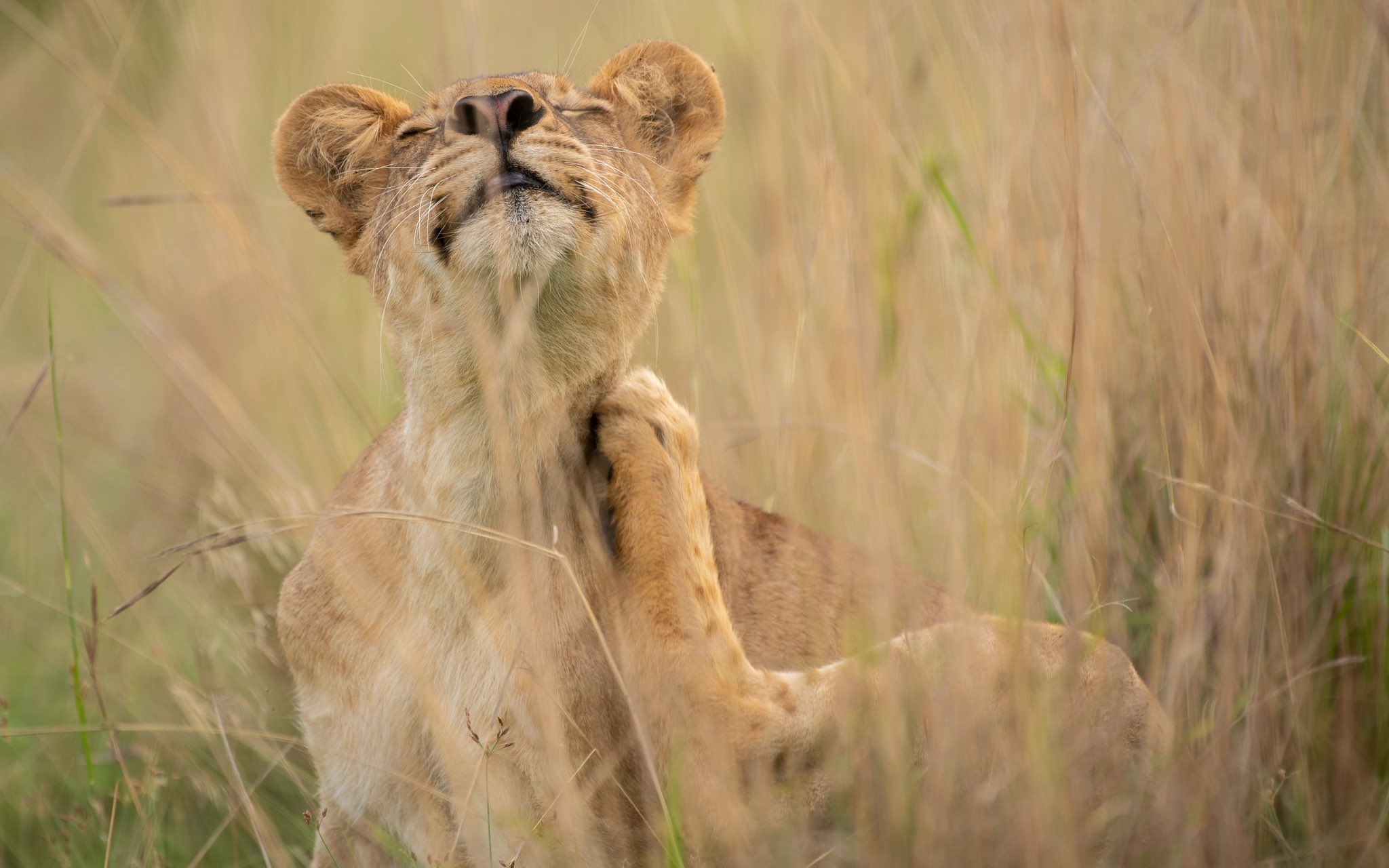 This safari takes you through Queen Elizabeth National Park for a classic game drive and boat cruise, Bwindi Impenetrable Forest and Bunyonyi