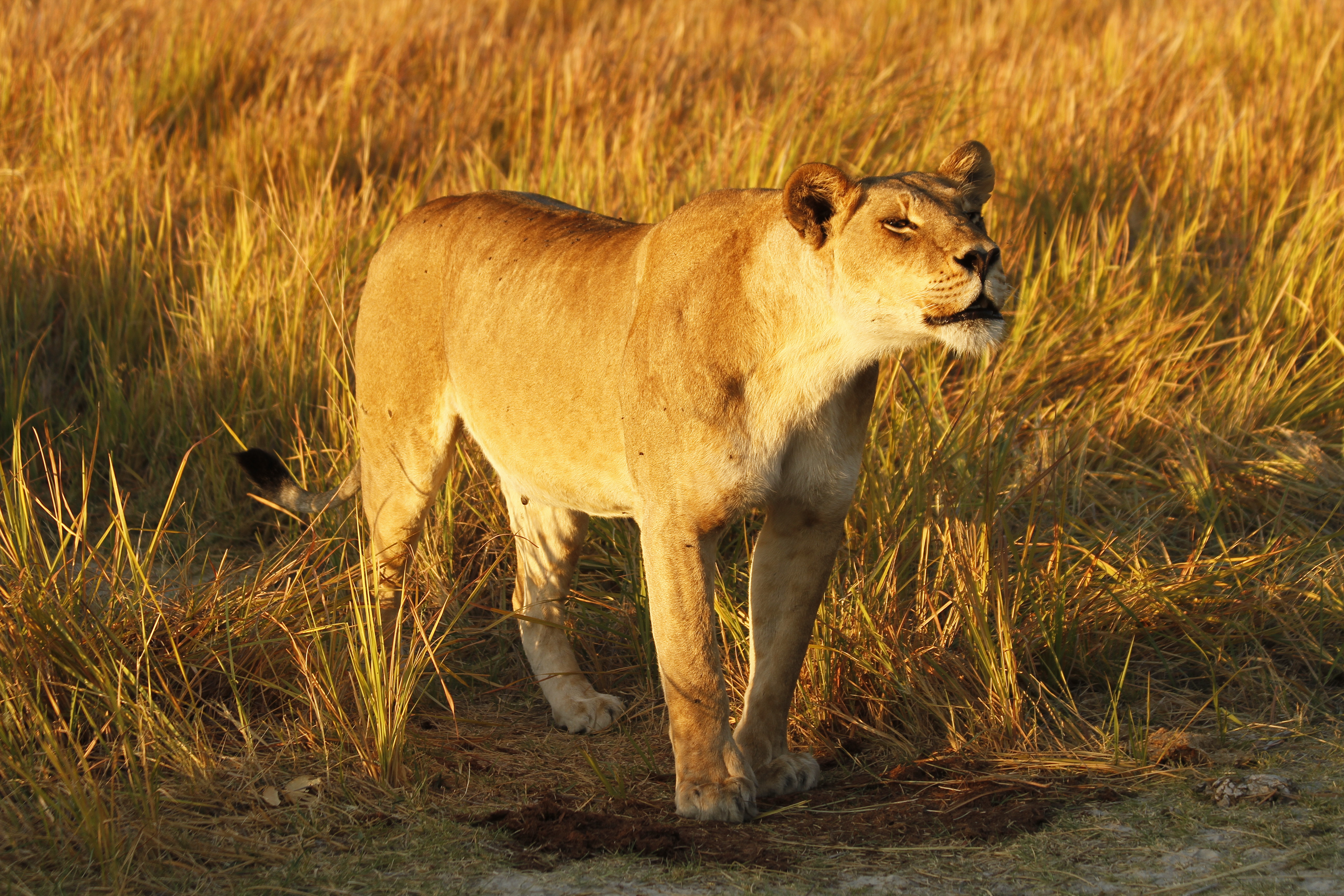 A Wild Encounter: Explore the Untamed Beauty of Moremi Game Reserve in Just One Day