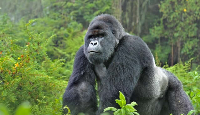 oin our best 3-day Uganda Gorilla Trekking Safari in Bwindi. Encounter mountain gorillas in the wild, explore Batwa culture, and enjoy a scenic Africa