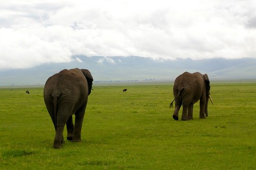 Best 7-Day Private Tanzania Budget Safari: Tarangire, Serengeti and Ngorongoro Crater Camping Affordable Adventure with Dakado Tanzania Safari