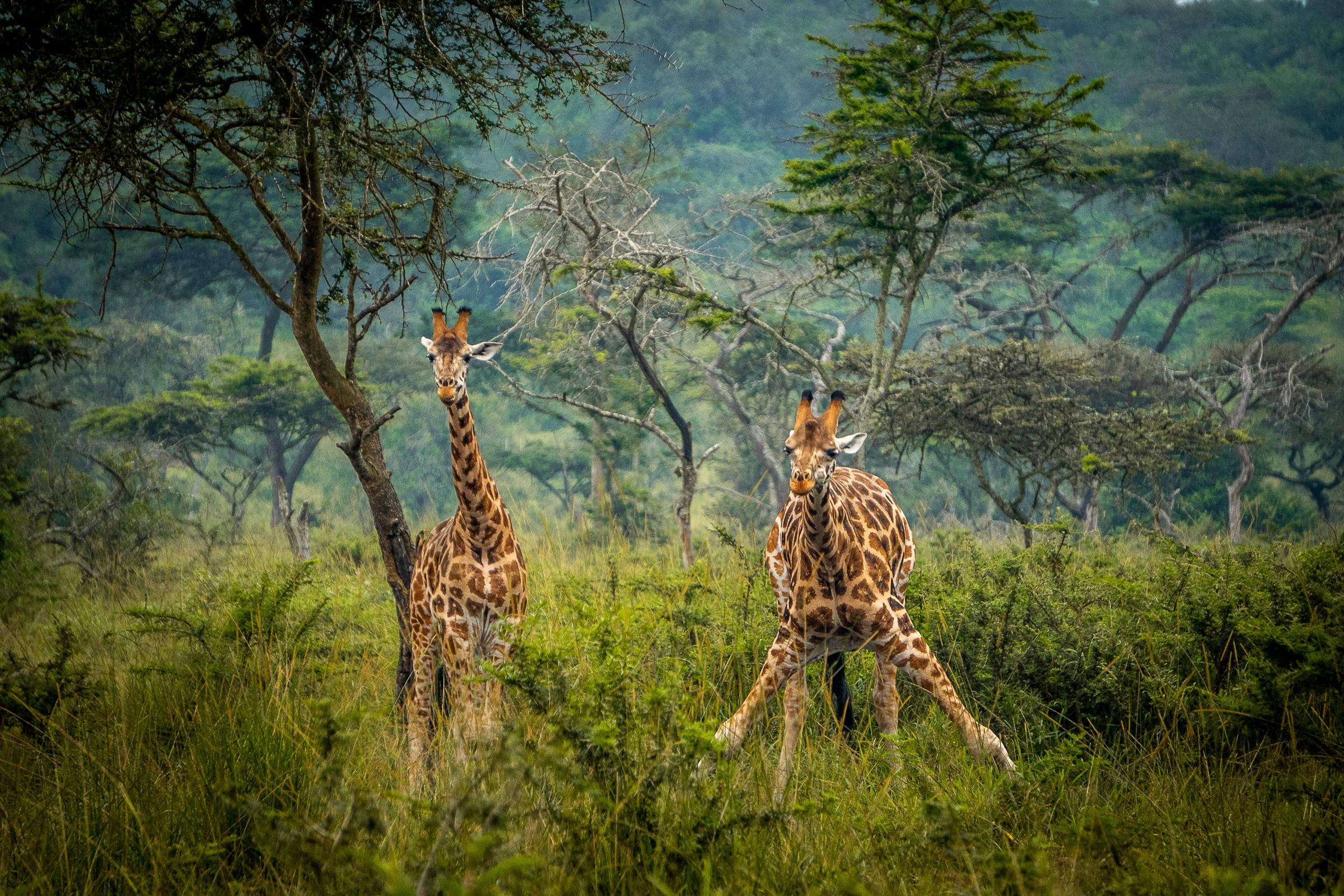 1 Day Safari Adventure in Lake Mburo National Park