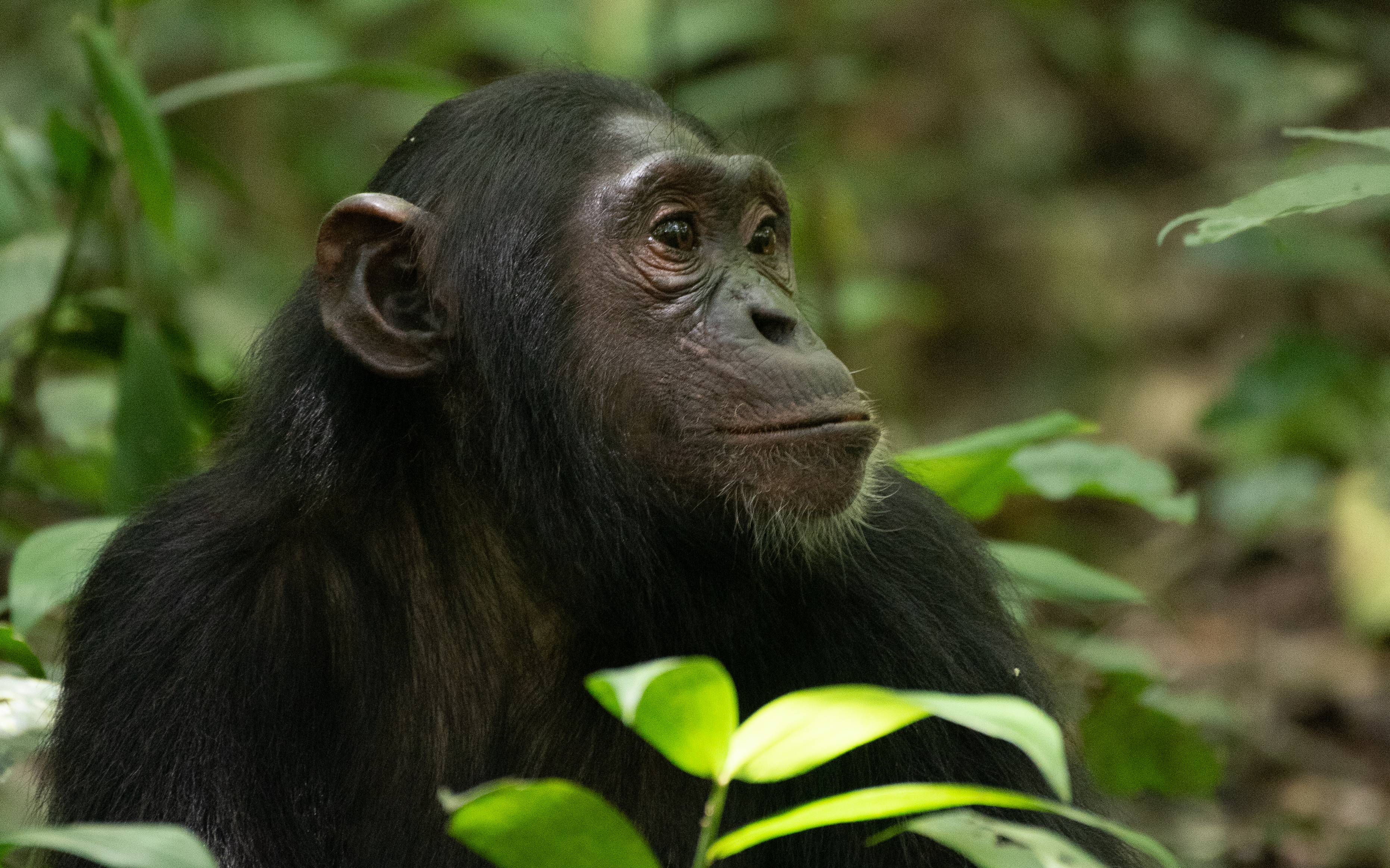 12 Days Uganda Primates and Culture