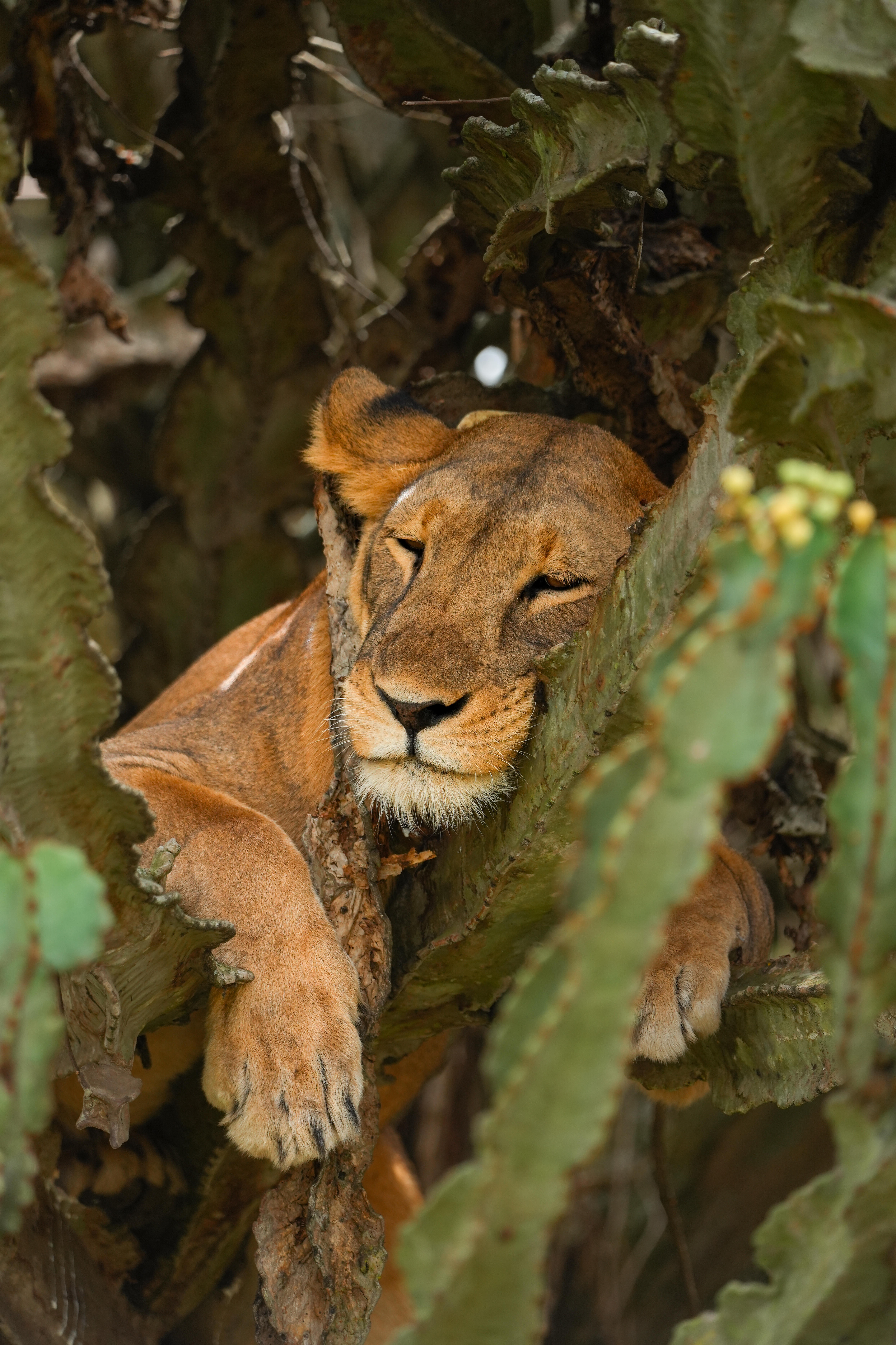 10 Days Uganda Primates and Wildlife