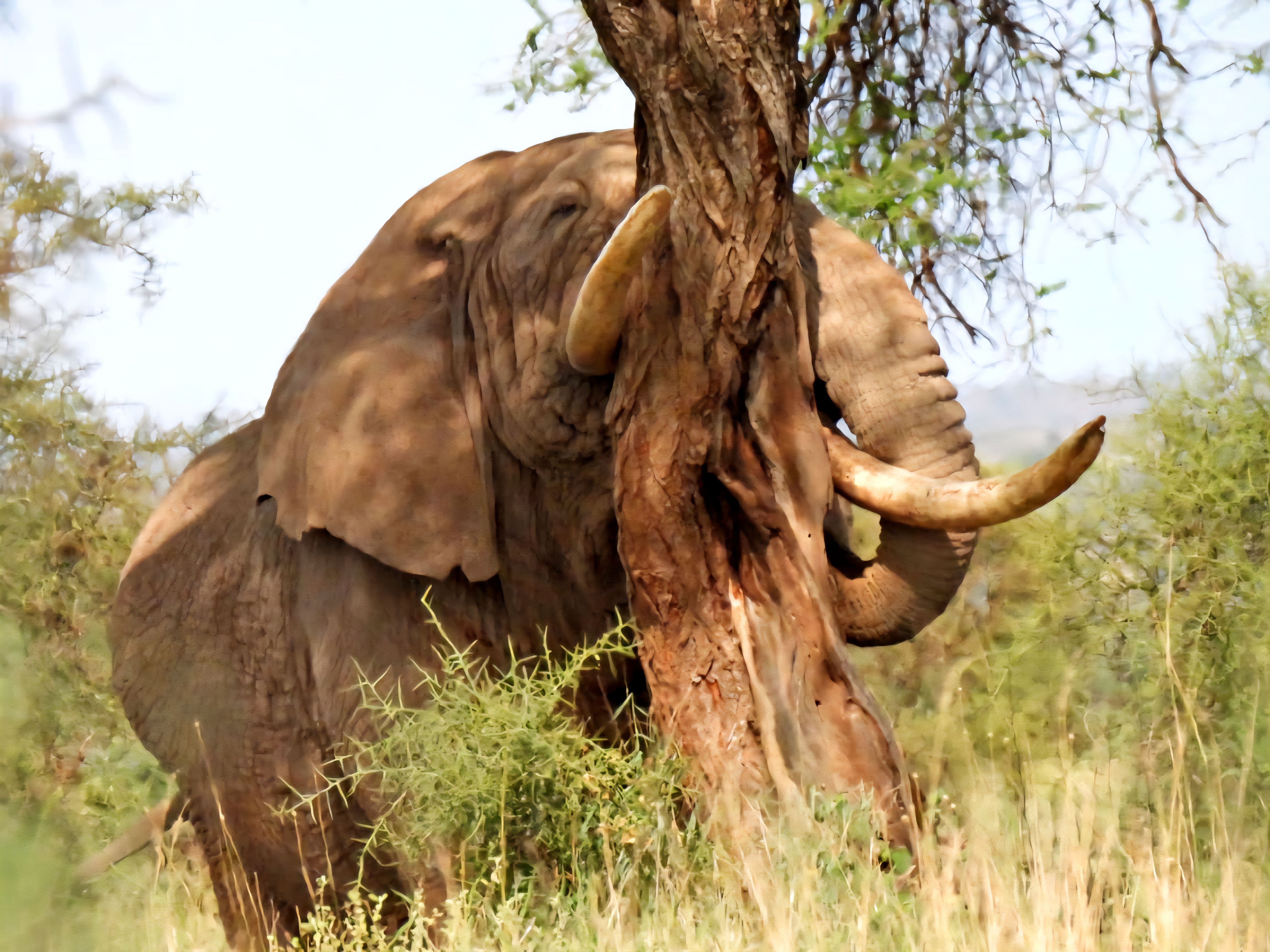 12Days Tanzania Wildlife Safari