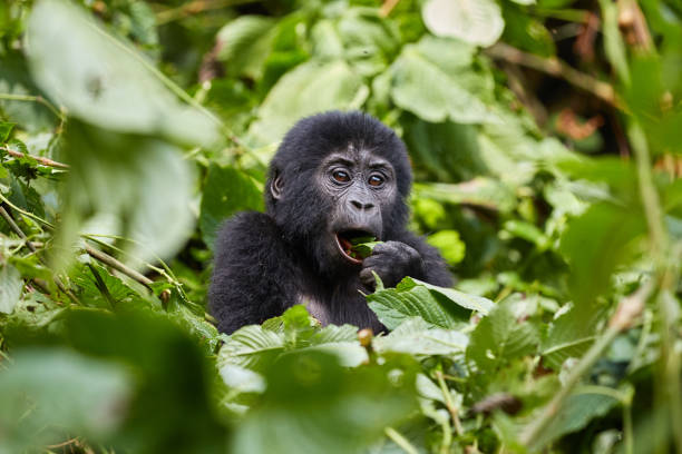 Have the Best Primate Safari Uganda Has to Offer