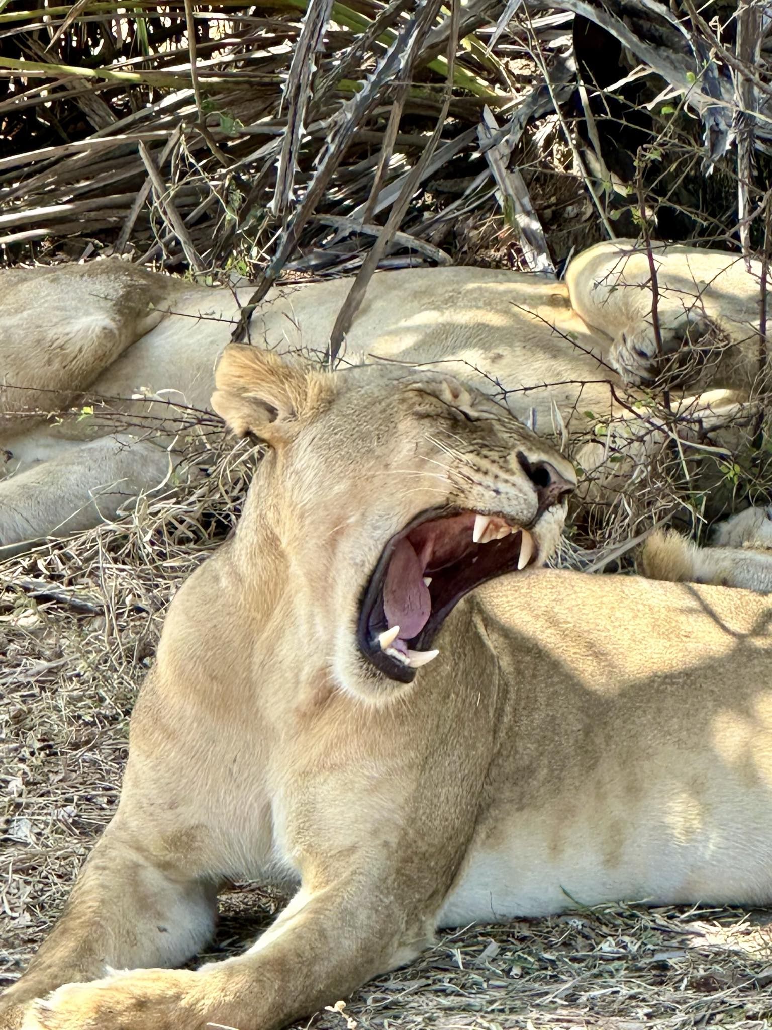 Join our group safari from Zanzibar to Mikumi National Park at just $420 per person. Price includes transfers, flights, park fees, guide, lunch, water