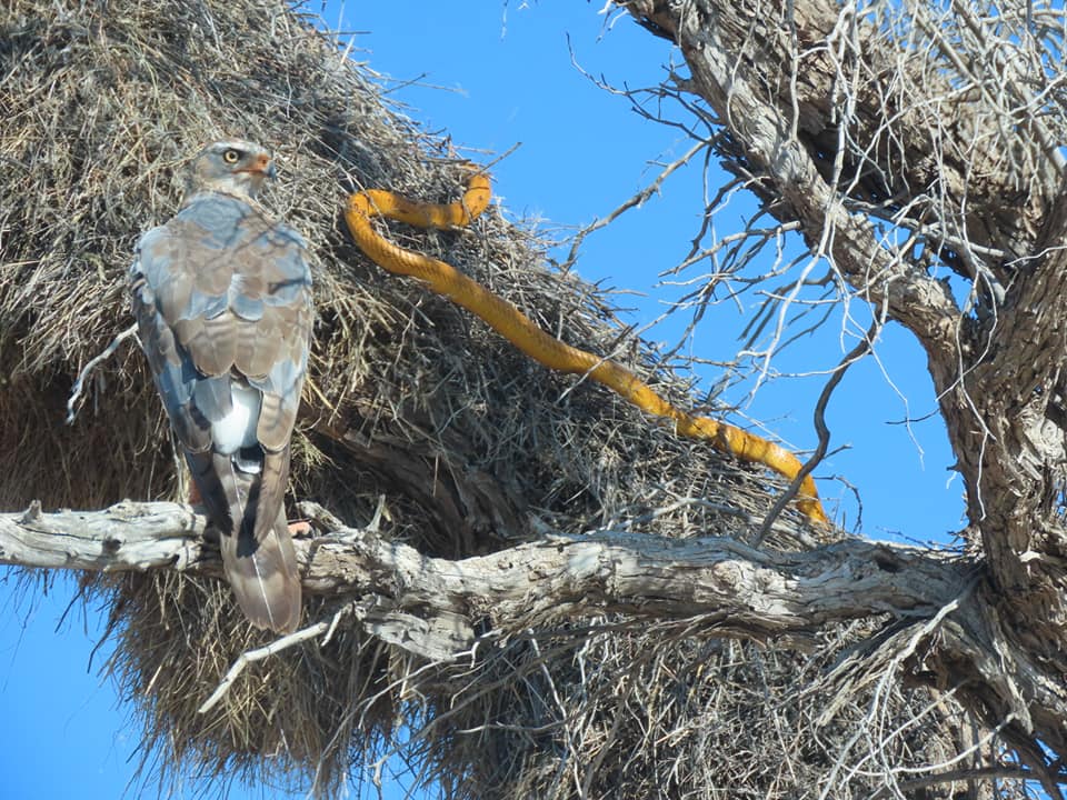 5 Day Kgalagadi Transfrontier Park and Augrabies Falls National Park safari