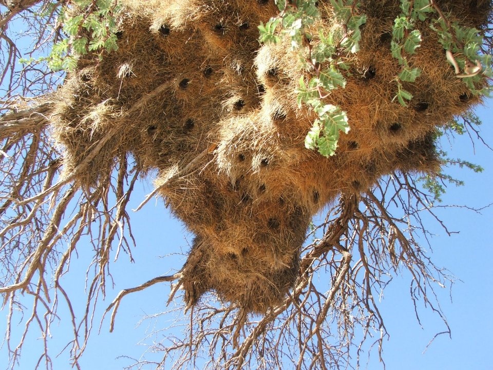 3 Days/2 Night Kgalagadi Transfrontier Park