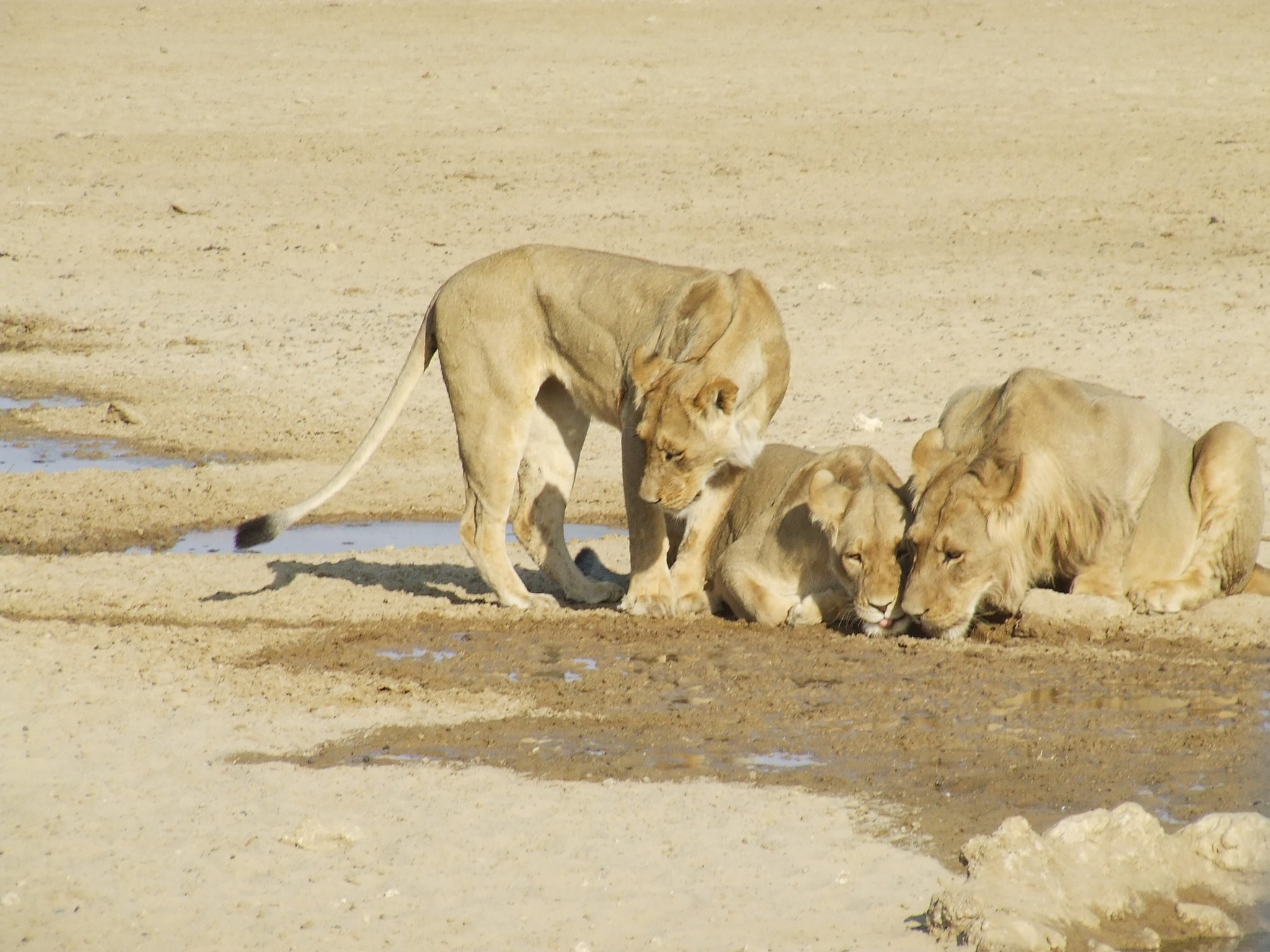 5 Days/ 4 Nights Kgalagadi Transfrontier Park