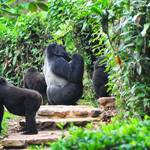 Maasai Mara National Reserve, Lake Naivasha, Kibale Forest National Park, Queen Elizabeth National Park, Bwindi Impenetrable Forest Entebbe(uganda)