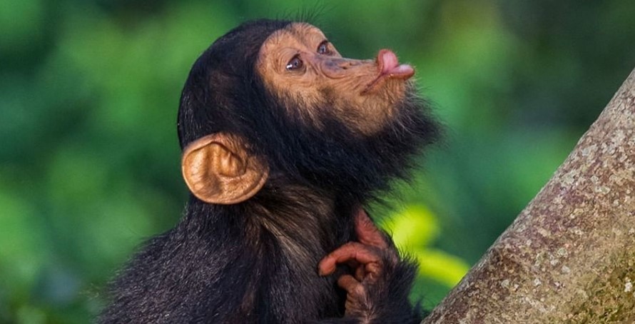4 day primate adventure through kibale & bwindi np