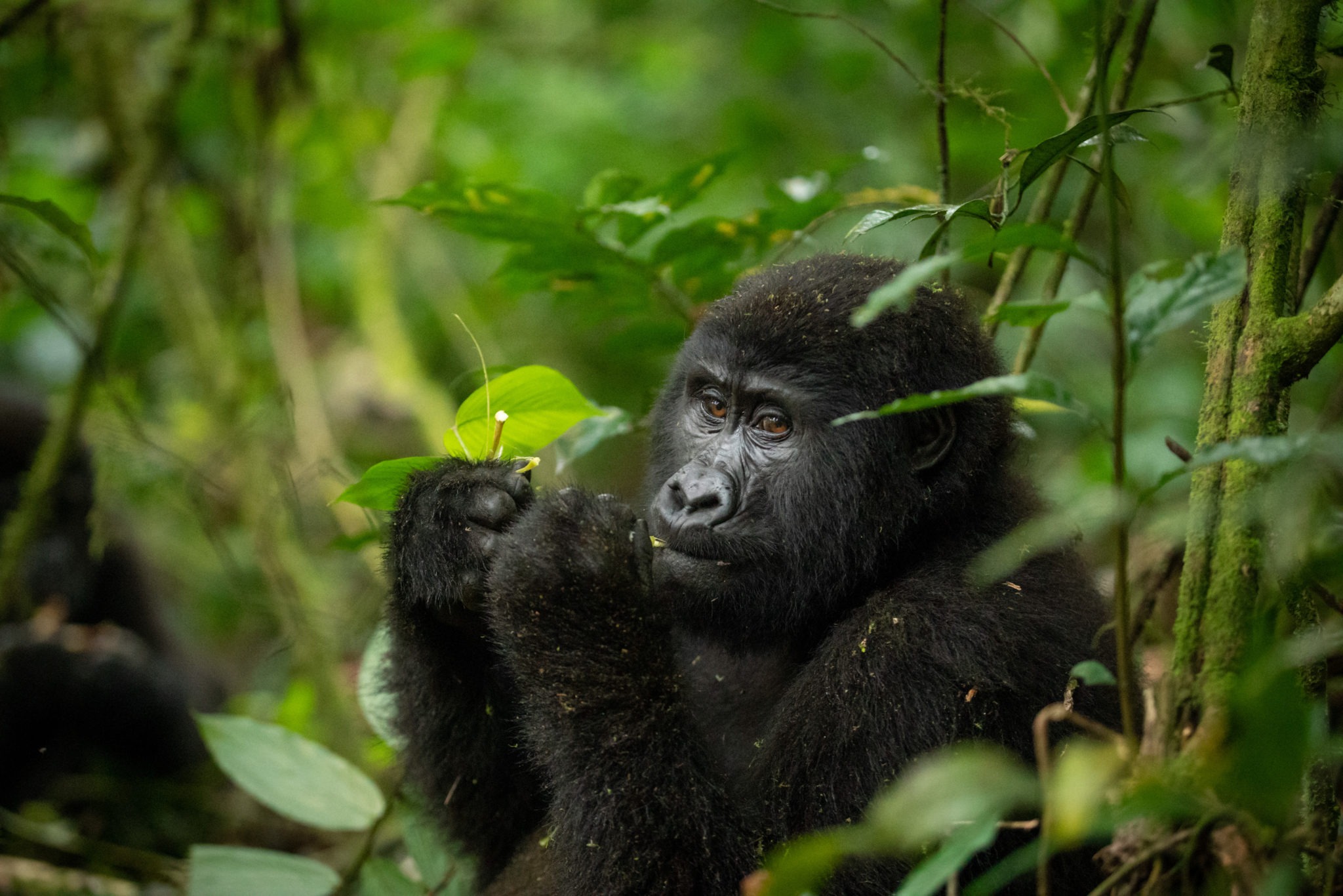 2-Day Bwindi Gorilla Safari & Batwa Cultural Experience