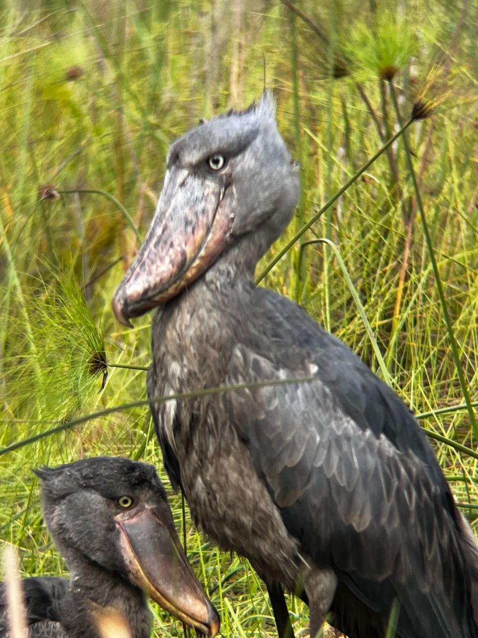 13 days—Bird Life in Uganda