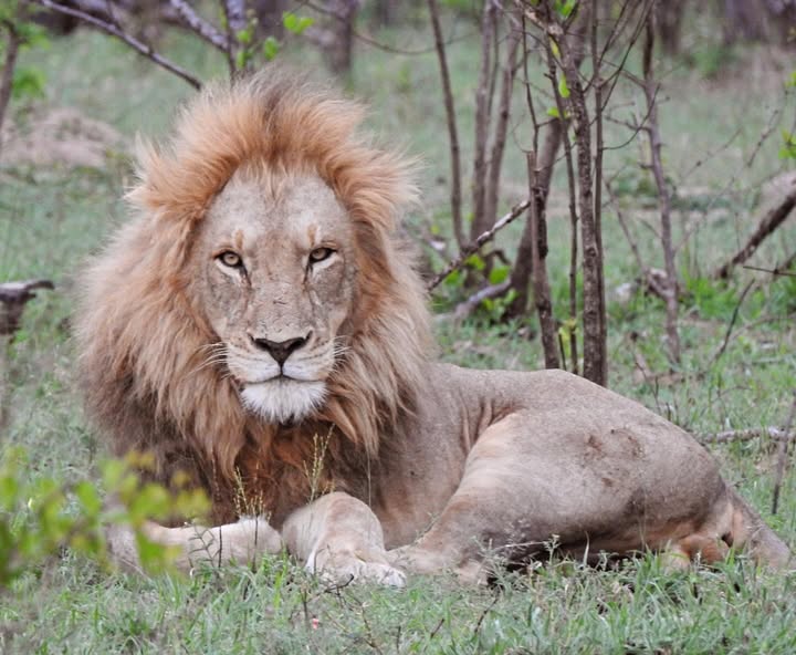 4 Day Safari To Kruger National Park and Private Safari Lodge