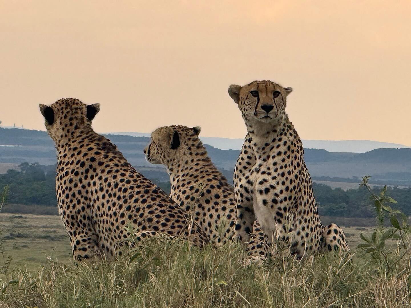 3 Days Maasai Mara Safari from Nairobi – All-Inclusive with Jossec Safaris