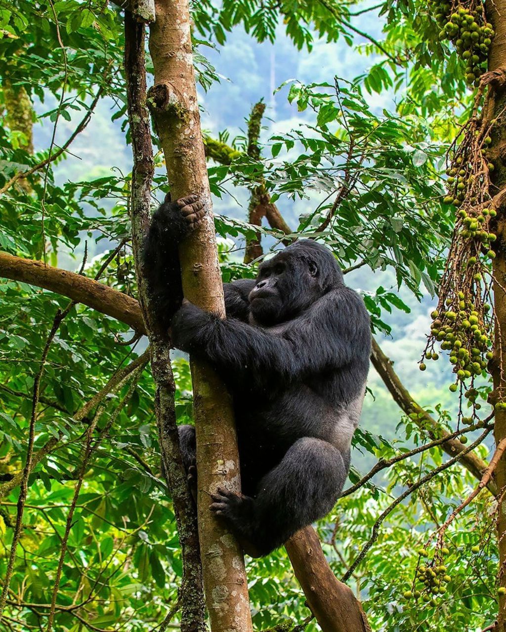 Affordable 5-day Uganda safari combining gorilla trekking in Bwindi Impenetrable National Park and classic wildlife viewing in Queen Elizabeth