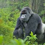 Kibale Forest, Queen Elizabeth National Park, Bwindi Impenetrable Forest, Mgahinga, Volcanoes National Park, Kigali.