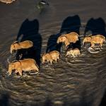 Mt Kenya National Park, Loisaba , Lake Naivasha National Park , Lake Nakuru National Park, Maasai Mara National Reserve