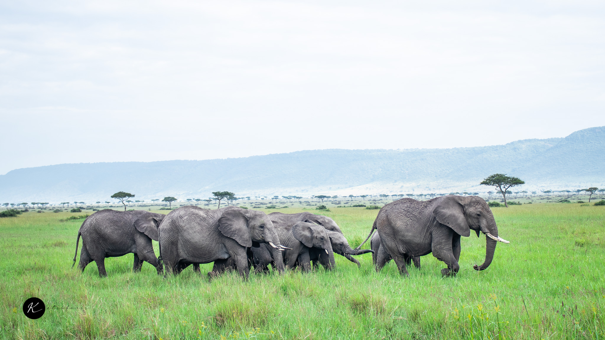 7 Days 6 Nights Nairobi / Amboseli / Lake Naivasha /lake Nakuru / Masai Mara Safari Package